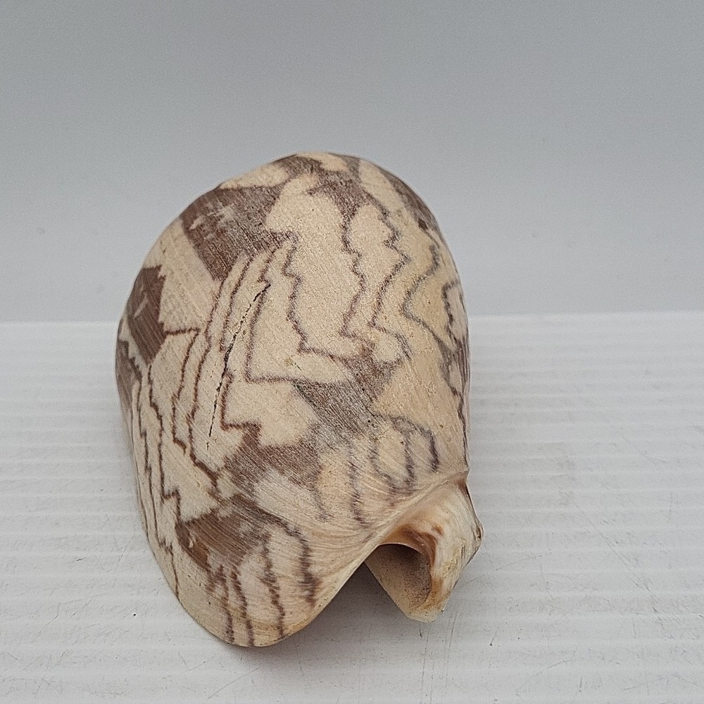 Voluta Nobilis Shell - Picture 3 of 5
